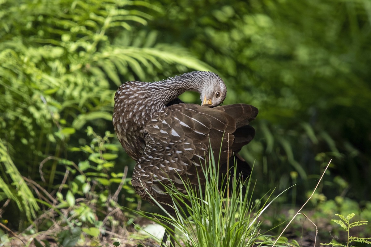 Limpkin (Speckled) - ML585649481