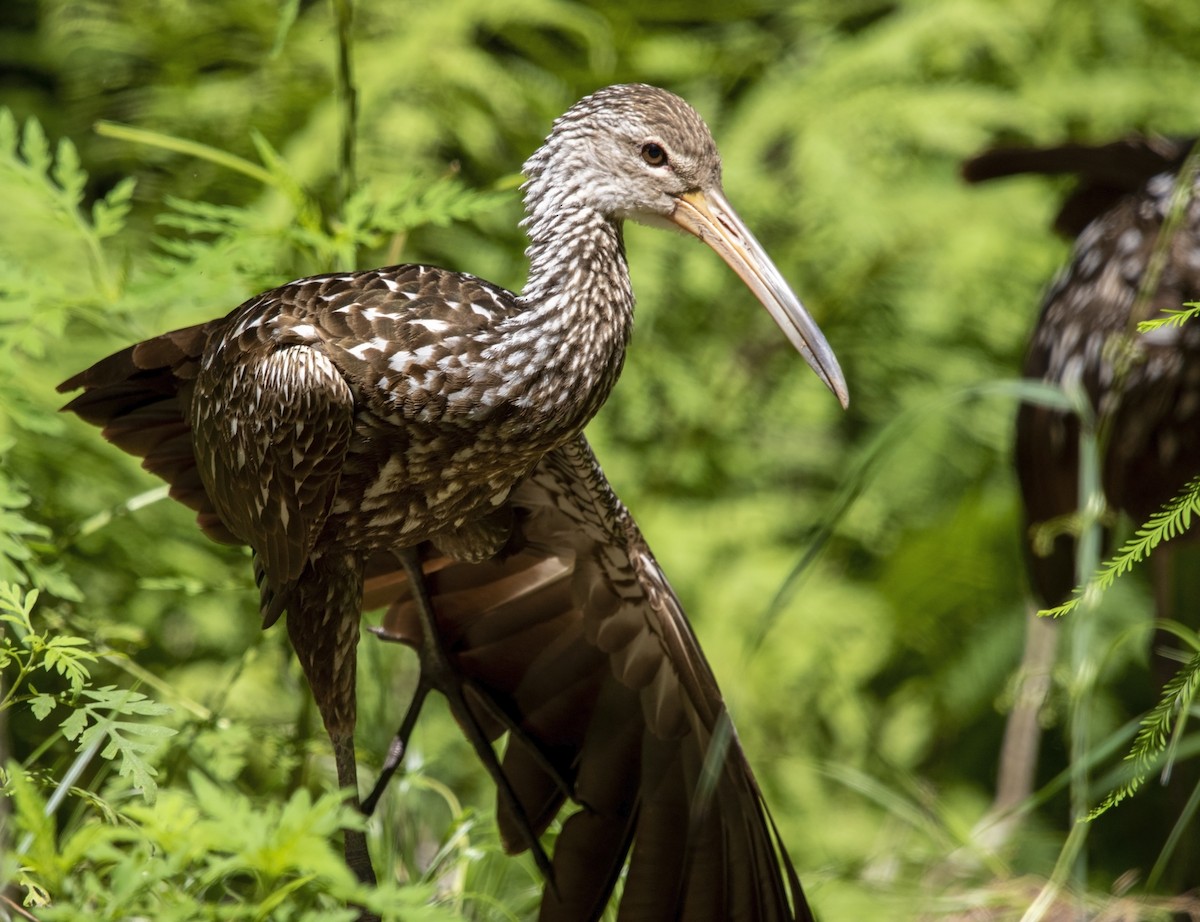 Limpkin (Speckled) - ML585649491