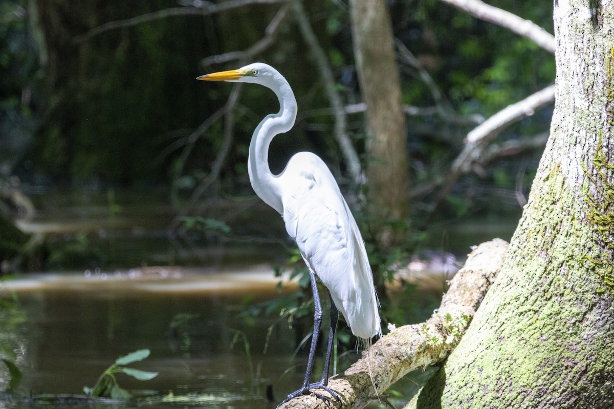 Great Egret - ML585649611