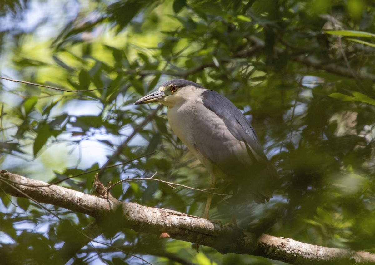 Black-crowned Night Heron (American) - ML585649691