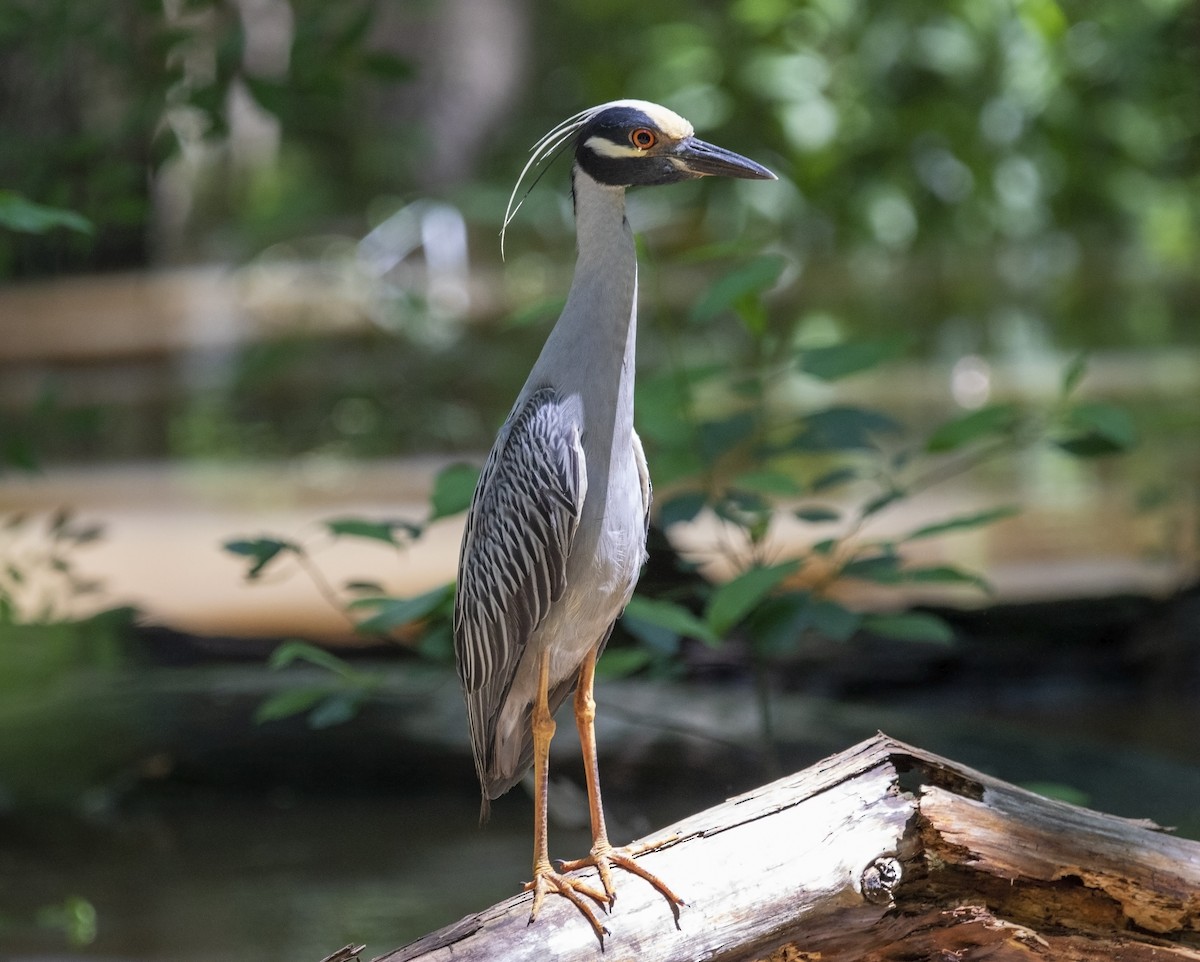 Yellow-crowned Night Heron - ML585649821