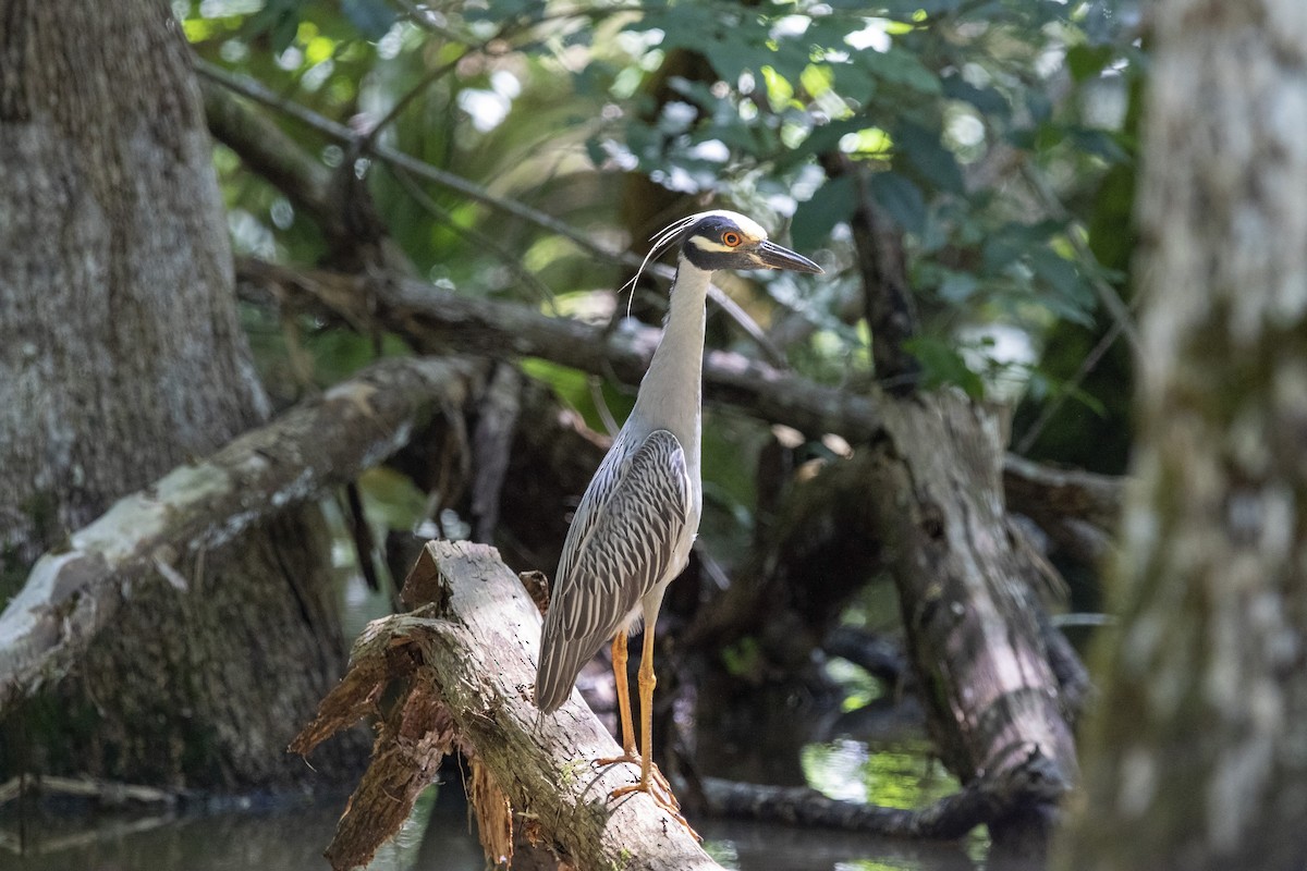 Yellow-crowned Night Heron - Ulf Kirchdorfer