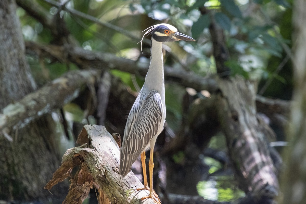 Yellow-crowned Night Heron - ML585649841