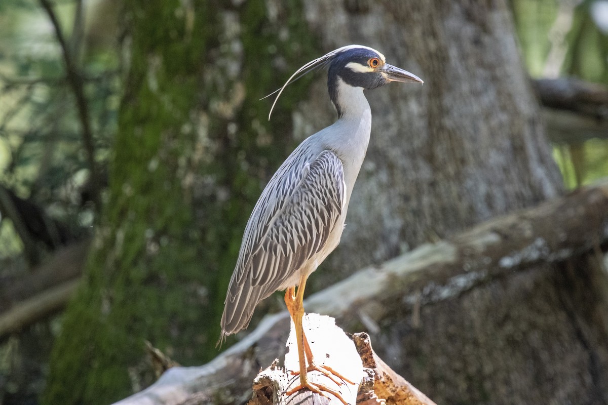 Yellow-crowned Night Heron - ML585649851