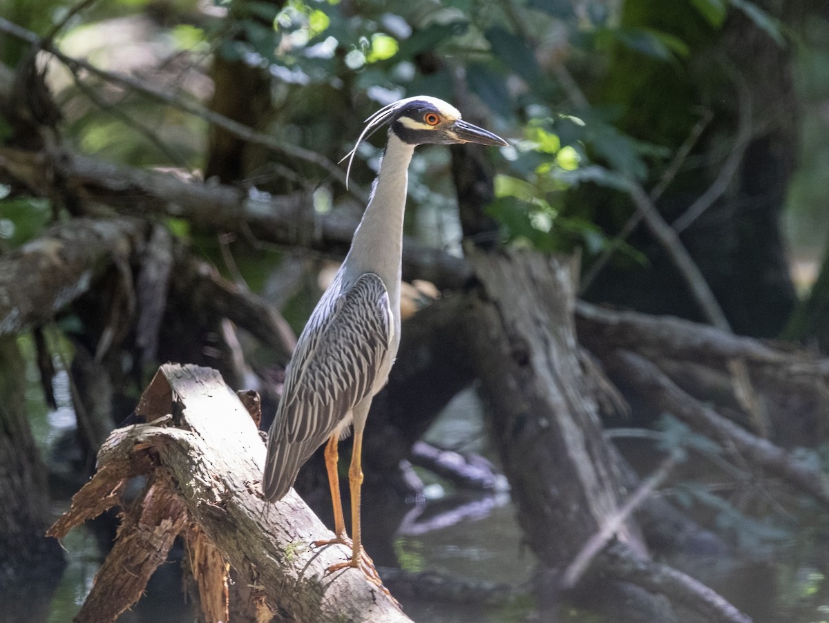 Yellow-crowned Night Heron - ML585649861