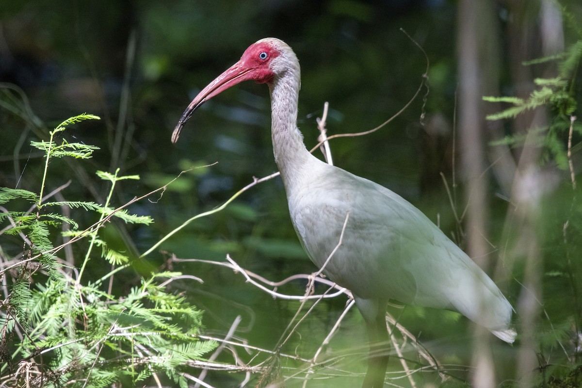 White Ibis - ML585649991