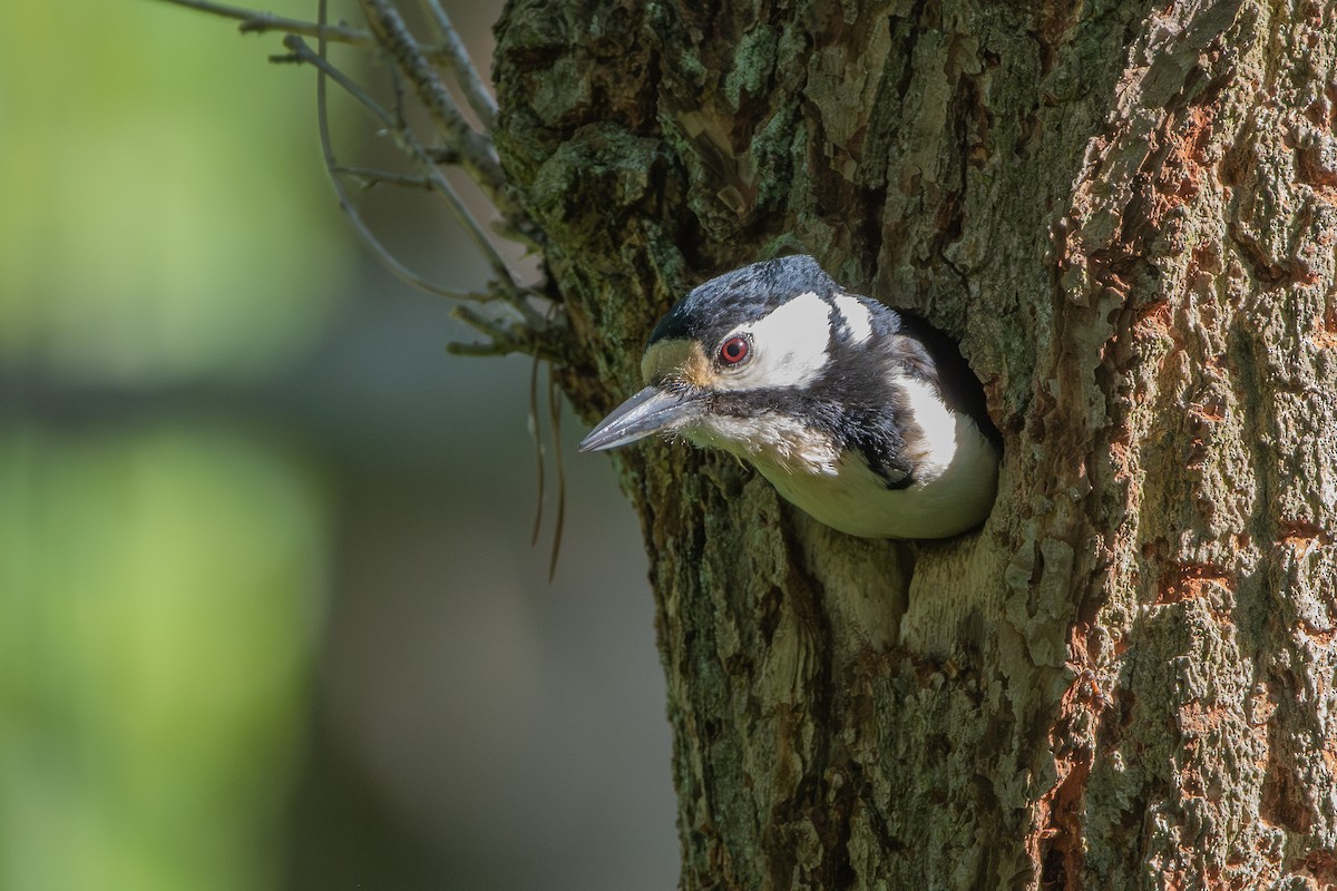 Great Spotted Woodpecker - ML585650081