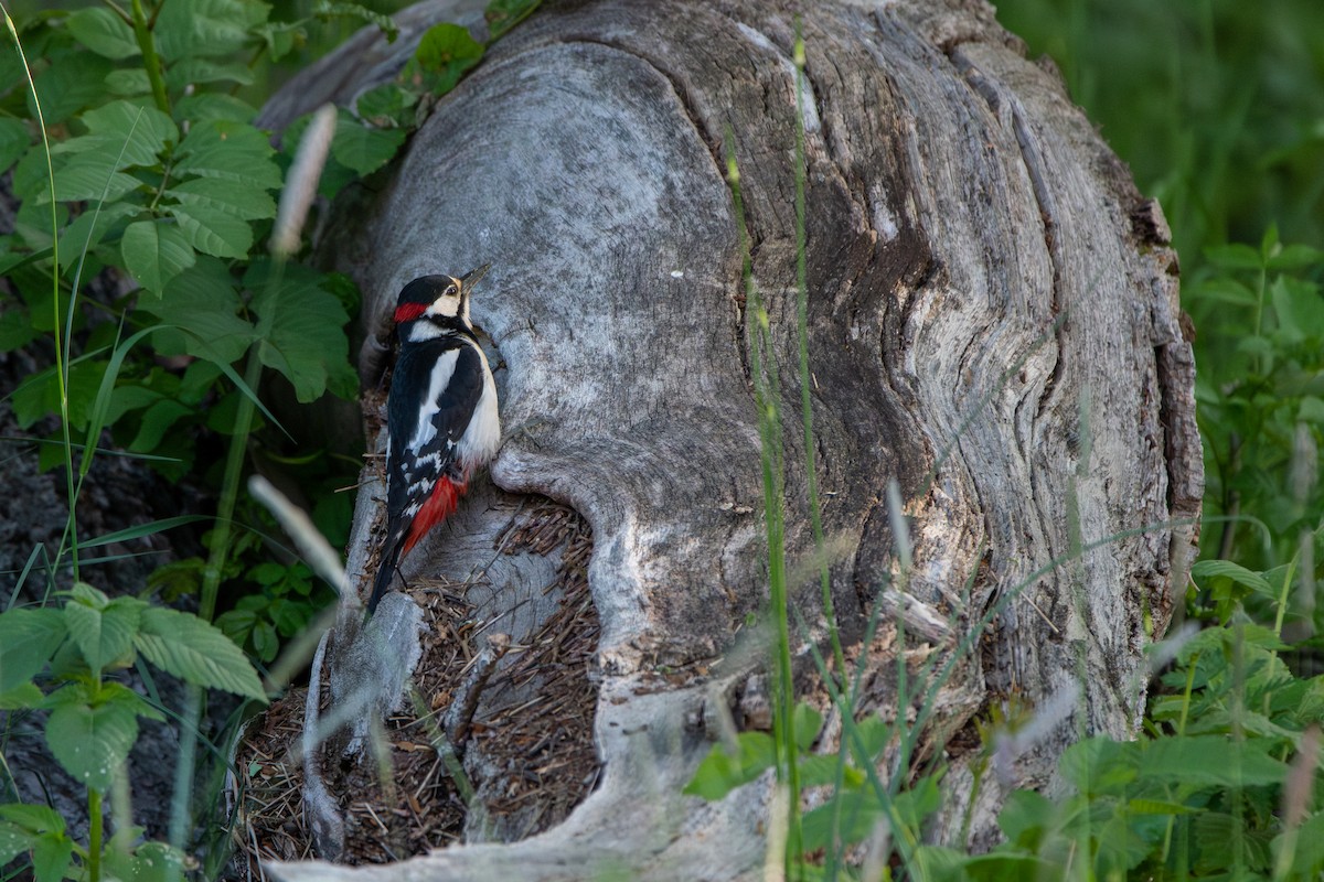 Great Spotted Woodpecker - ML585650101
