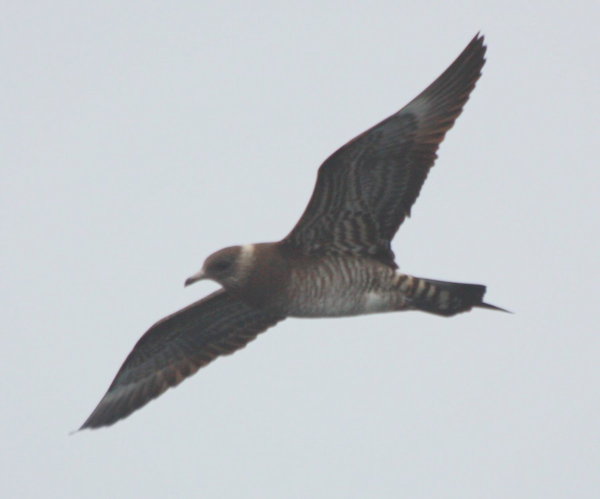 Parasitic Jaeger - ML585650871