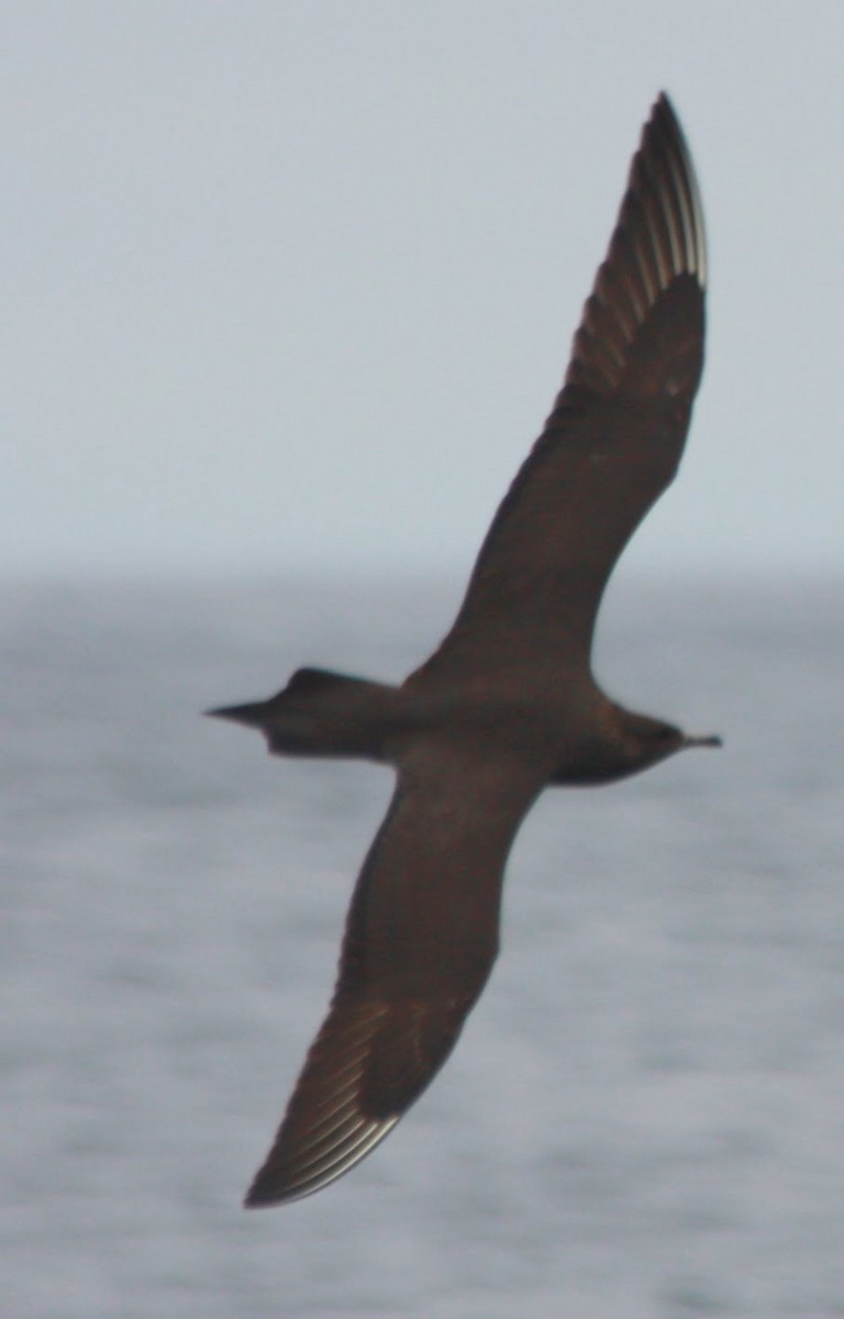 Parasitic Jaeger - ML585651191