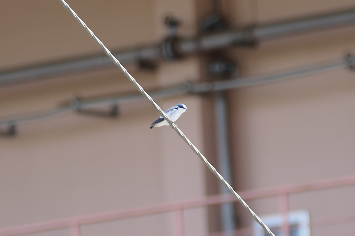 White-winged Swallow - ML585651271