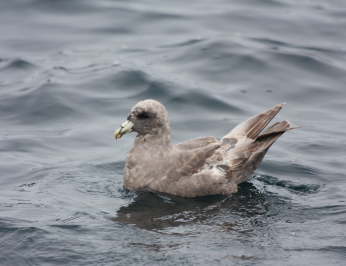 Northern Fulmar - ML585651371