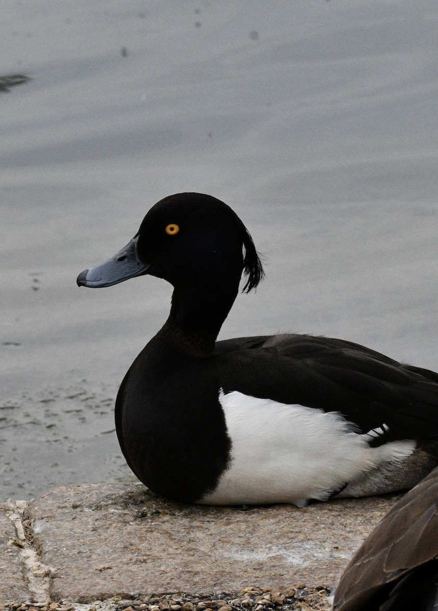 Tufted Duck - ML585654741