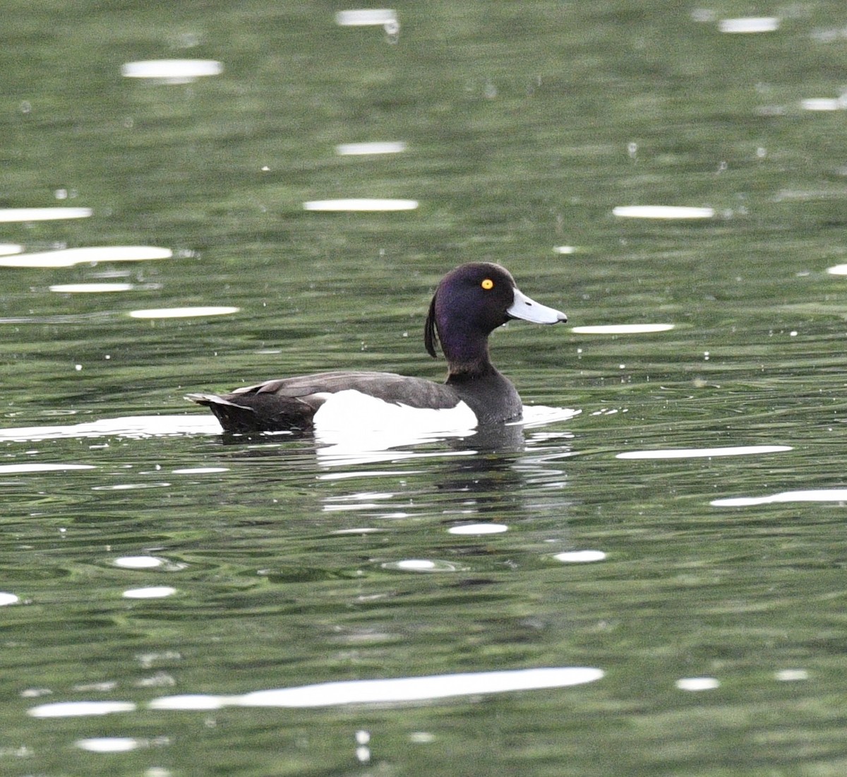 Tufted Duck - ML585654761
