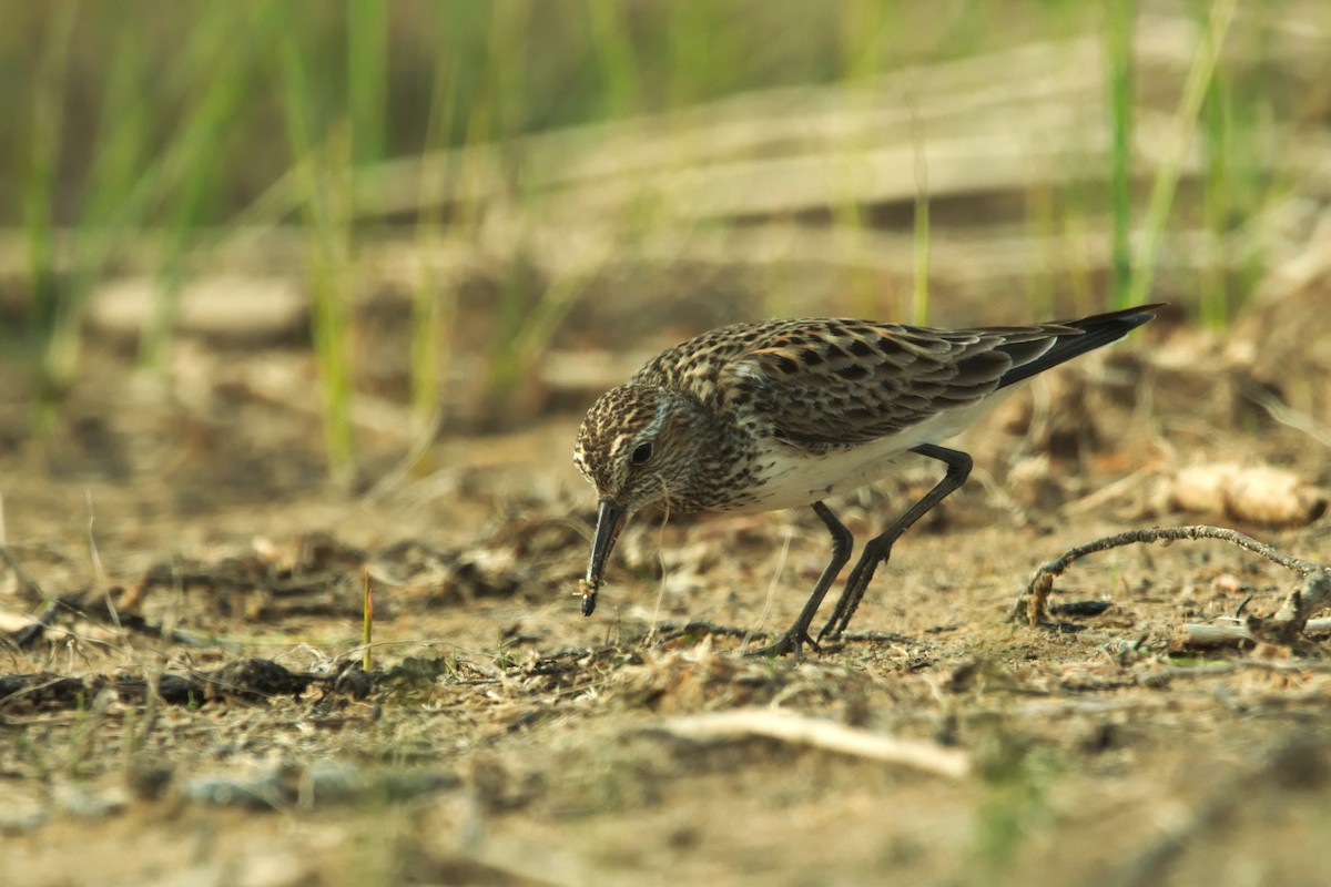 Weißbürzel-Strandläufer - ML585654901
