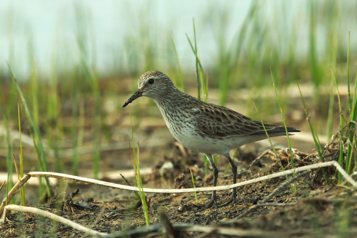 Weißbürzel-Strandläufer - ML585654911