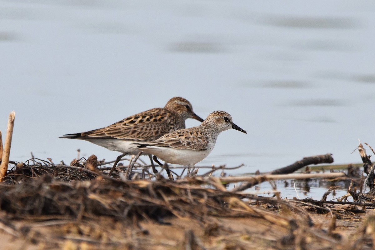Sandstrandläufer - ML585654951