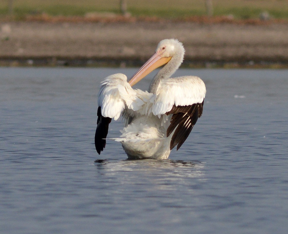 pelikán severoamerický - ML585655091