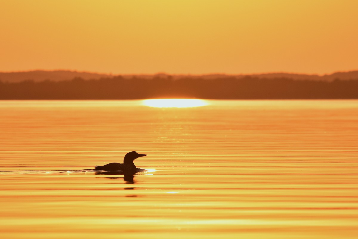 Common Loon - ML585656131