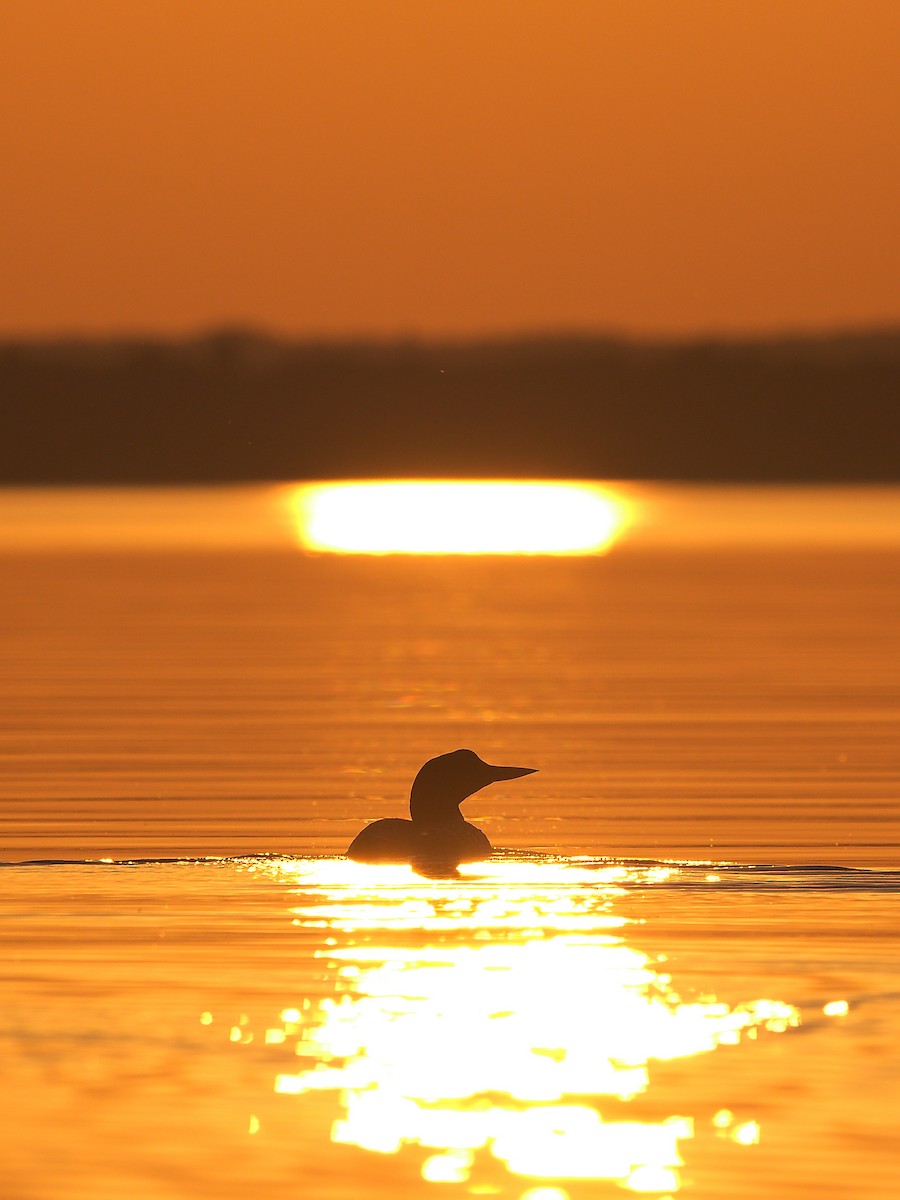 Common Loon - ML585656141