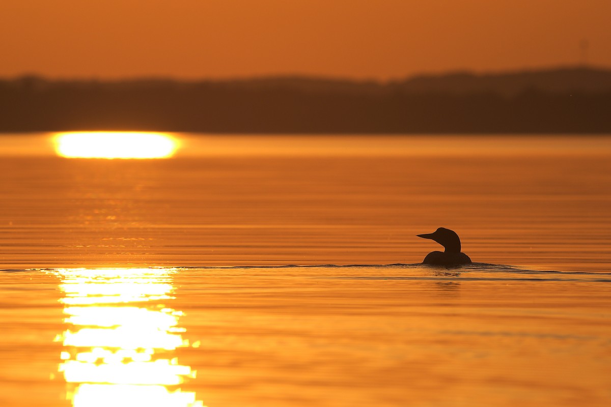 Common Loon - ML585656151