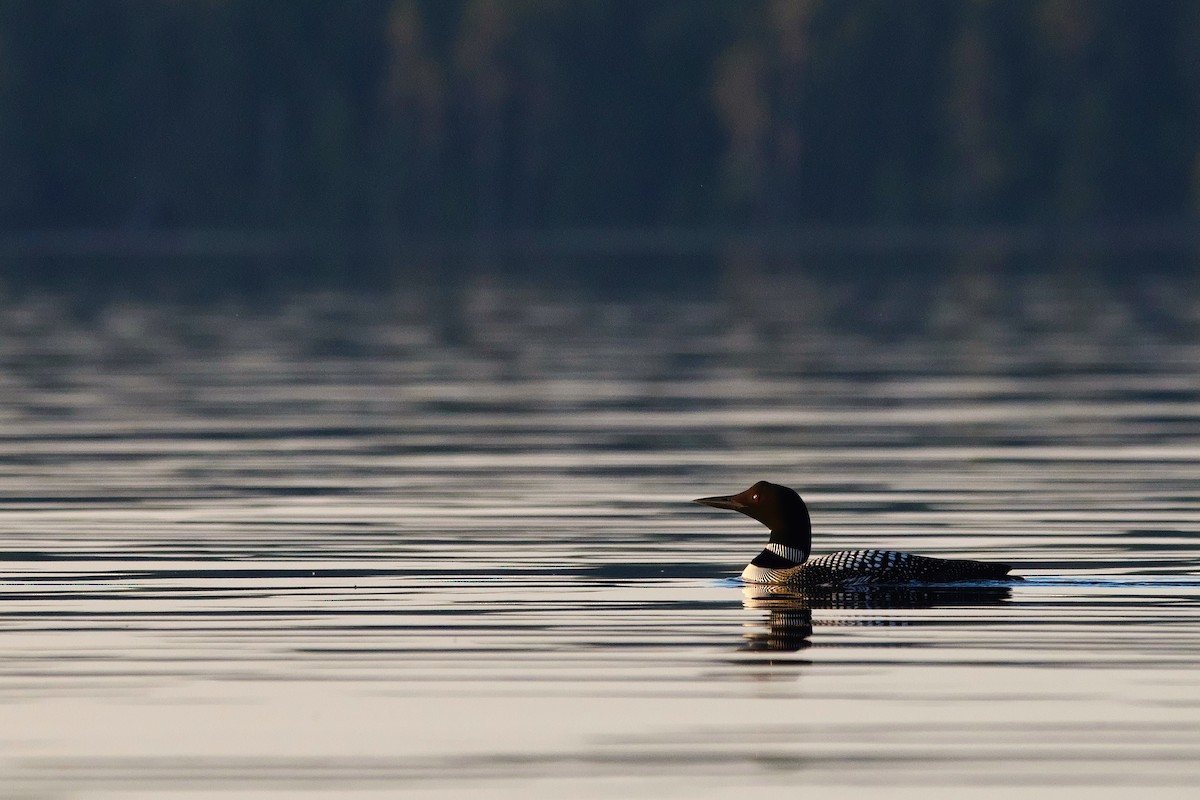Common Loon - ML585656161