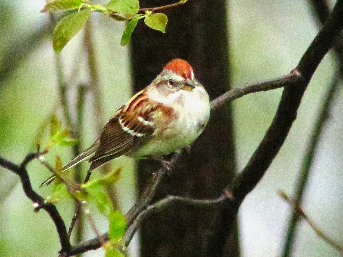 American Tree Sparrow - ML58565621