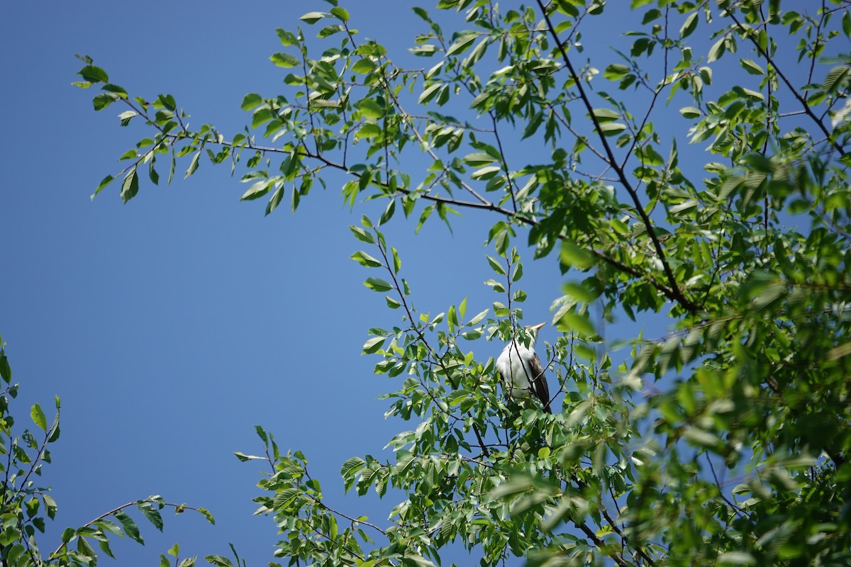 Yellow-billed Cuckoo - ML585656831