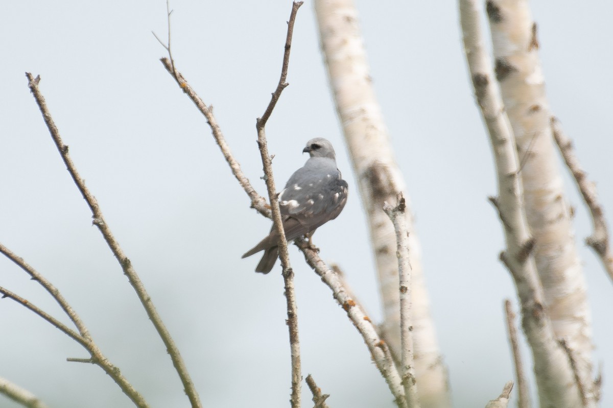 Mississippi Kite - ML585657421