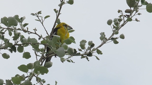 Cardinal à tête jaune - ML585658151