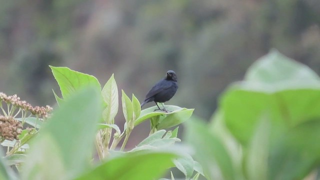 Black Flowerpiercer - ML585659081