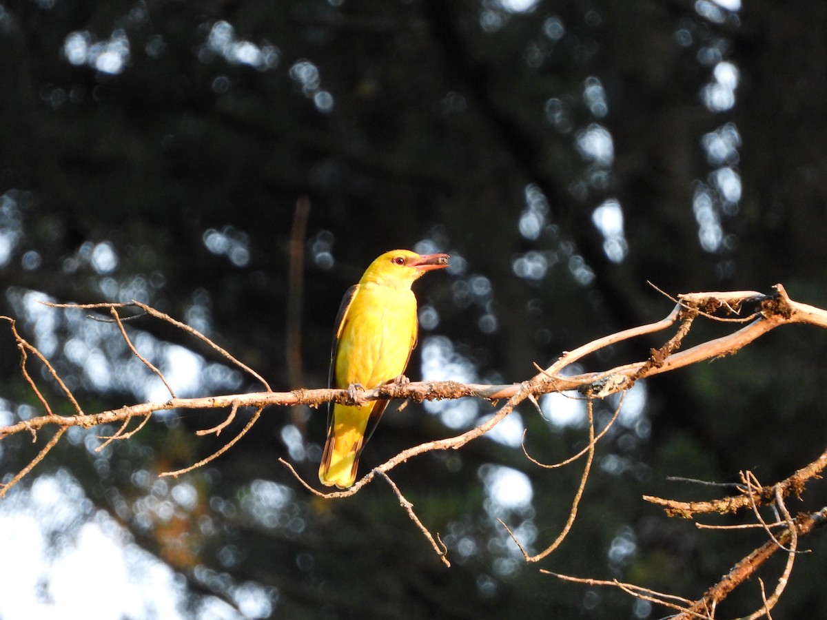 Eurasian Golden Oriole - ML585660141