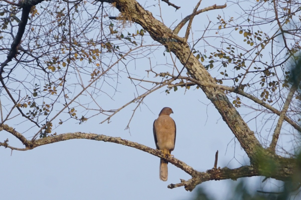 Shikra - Nevine Jacob