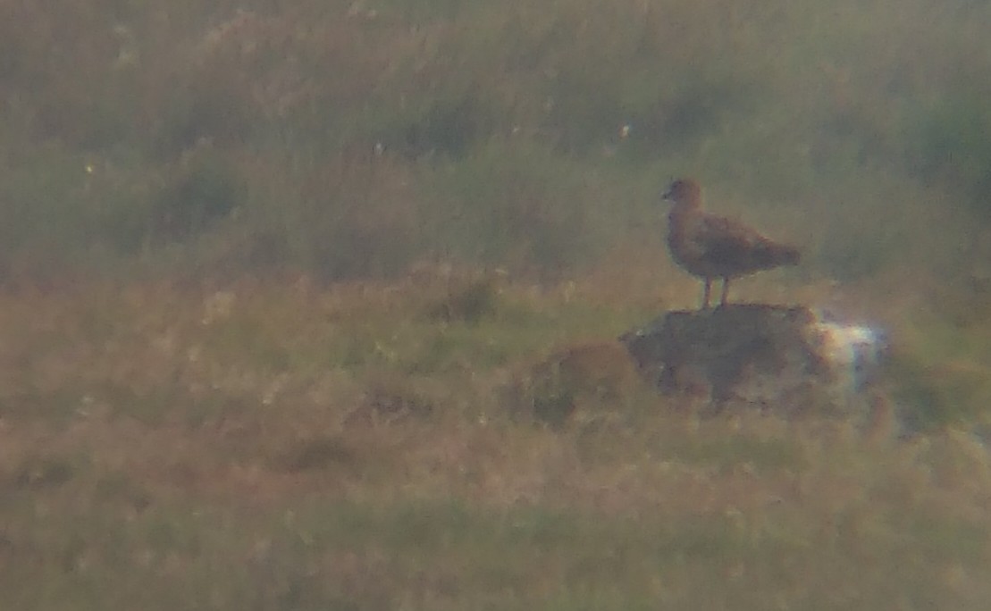 Great Skua - ML585665831