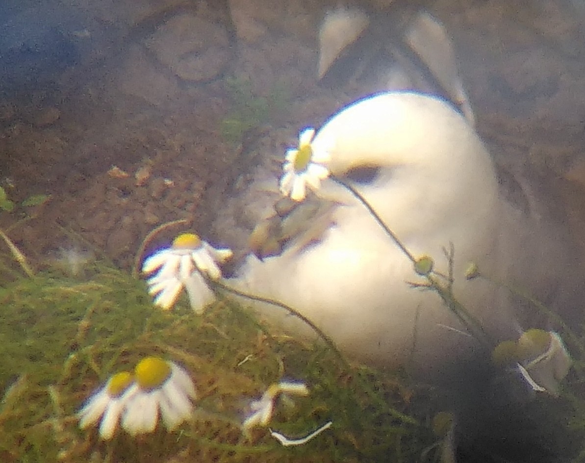 Northern Fulmar - ML585666211