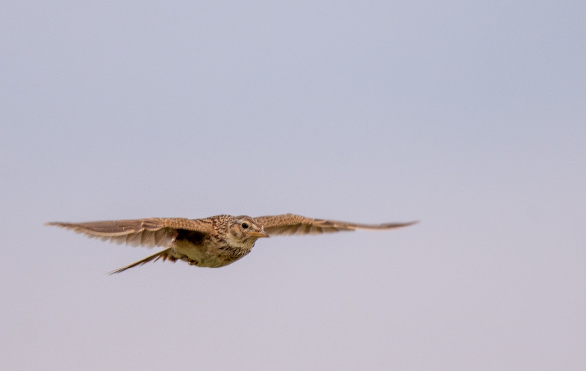 Eurasian Skylark (European) - ML585666461