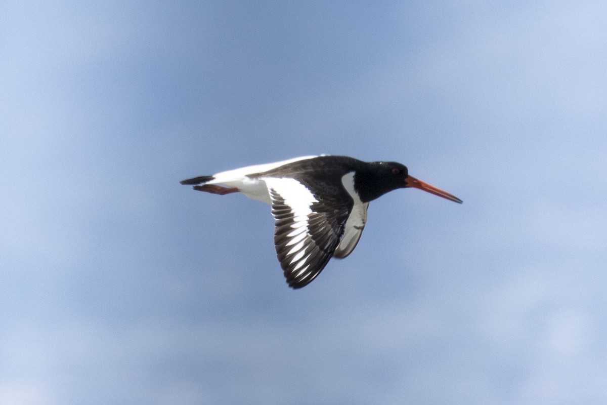 Eurasian Oystercatcher - ML585666531