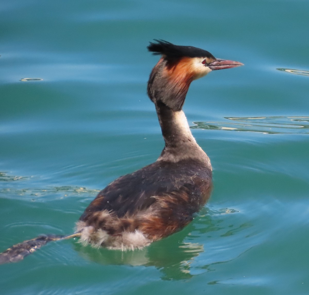 Great Crested Grebe - ML585667491