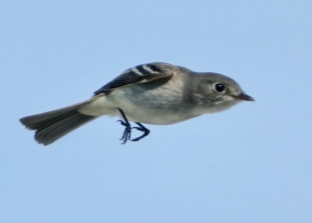 חטפית Empidonax בלתי-מזוהה - ML585667621