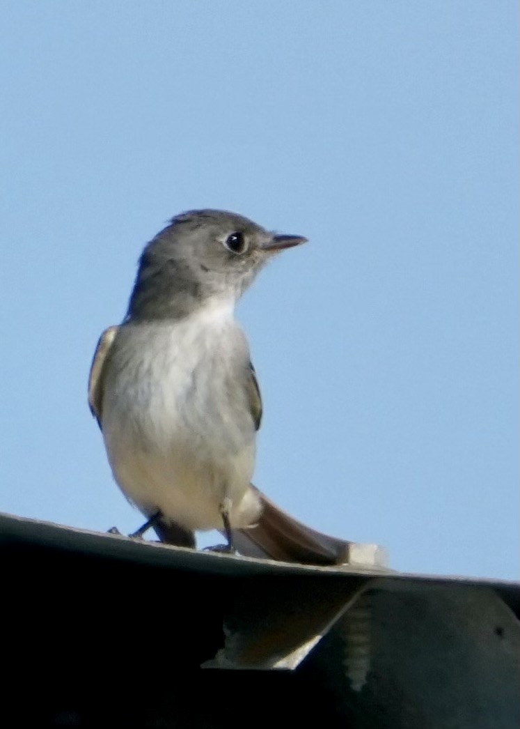 חטפית Empidonax בלתי-מזוהה - ML585667631