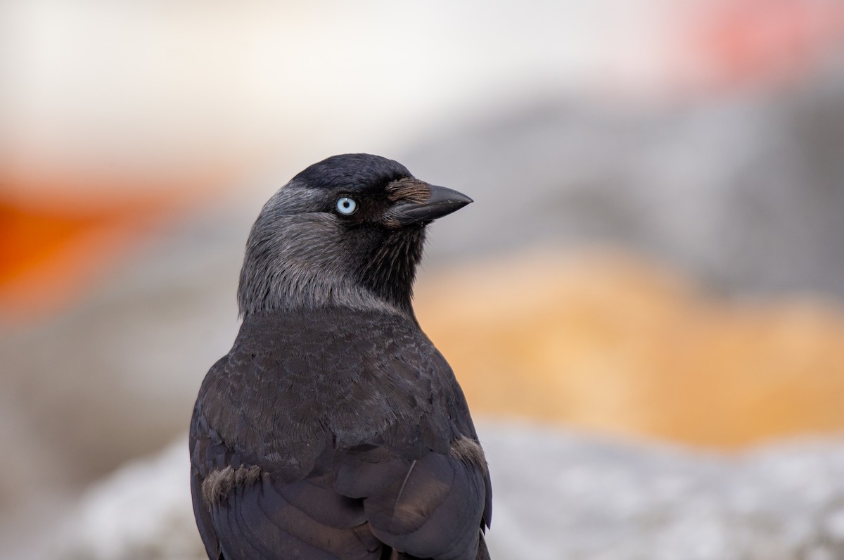 Eurasian Jackdaw - ML585667761