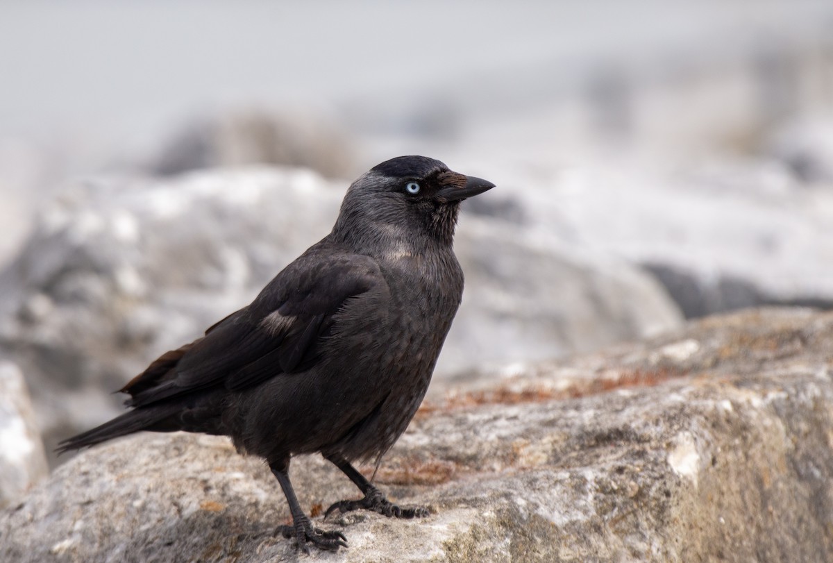 Eurasian Jackdaw - ML585667791