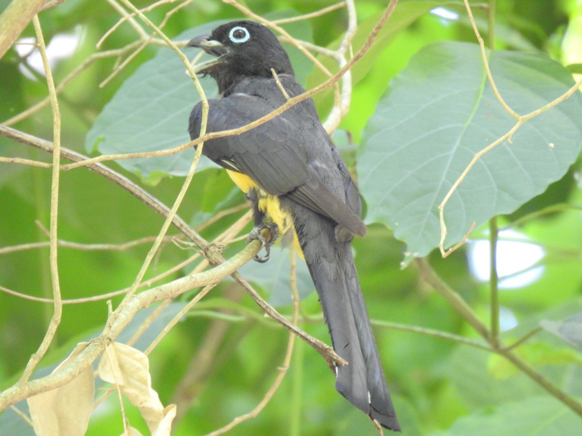 Black-headed Trogon - ML585667831