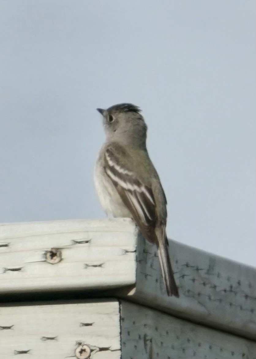 חטפית Empidonax בלתי-מזוהה - ML585667861