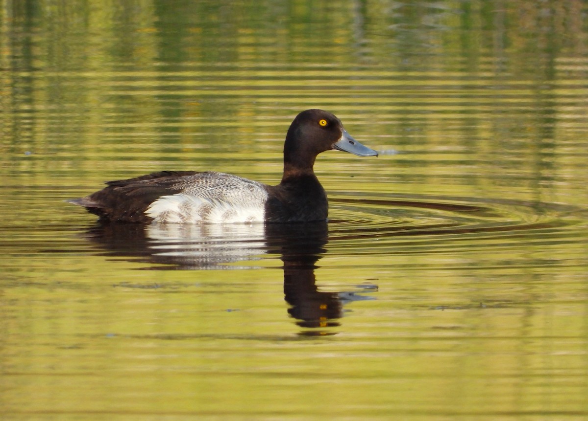 Lesser Scaup - ML585669131