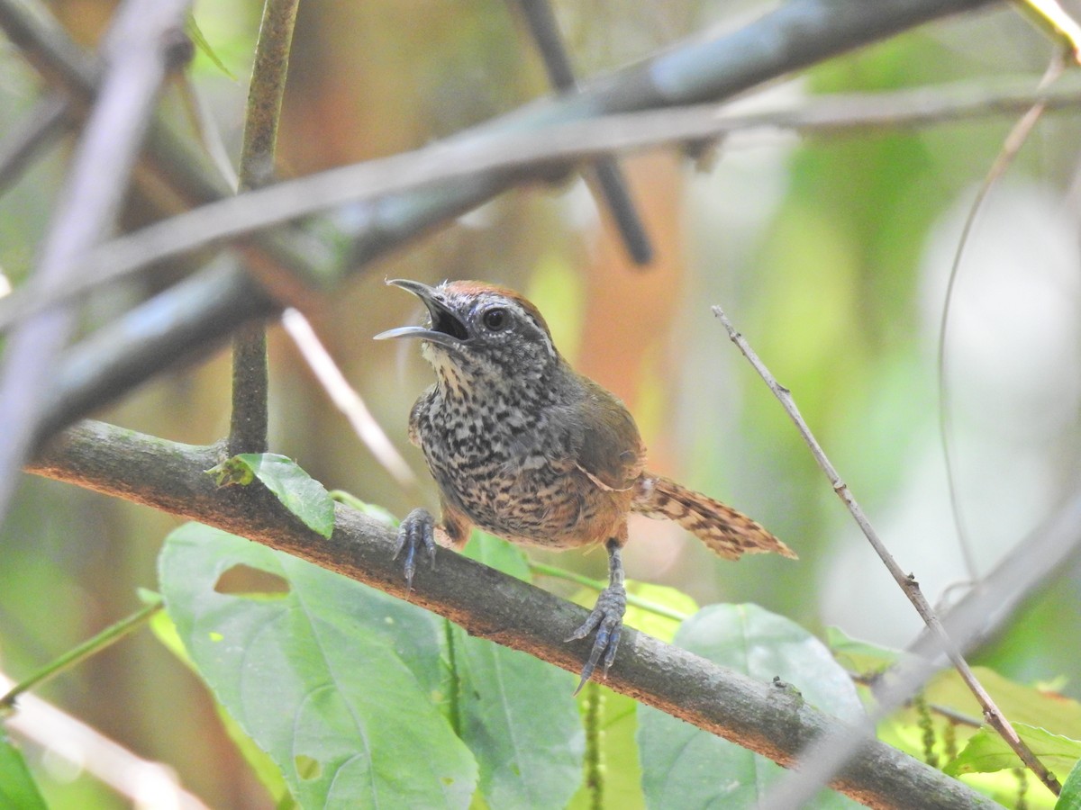 Spot-breasted Wren - ML585669761