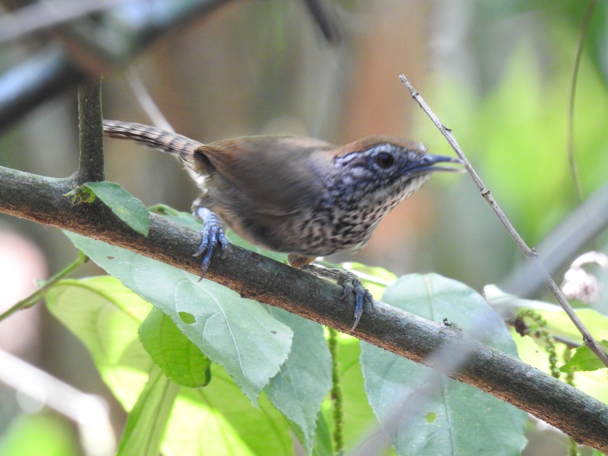 Spot-breasted Wren - ML585669791