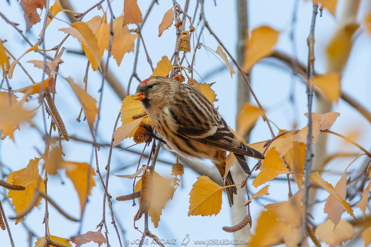 Lesser Redpoll - ML585670131