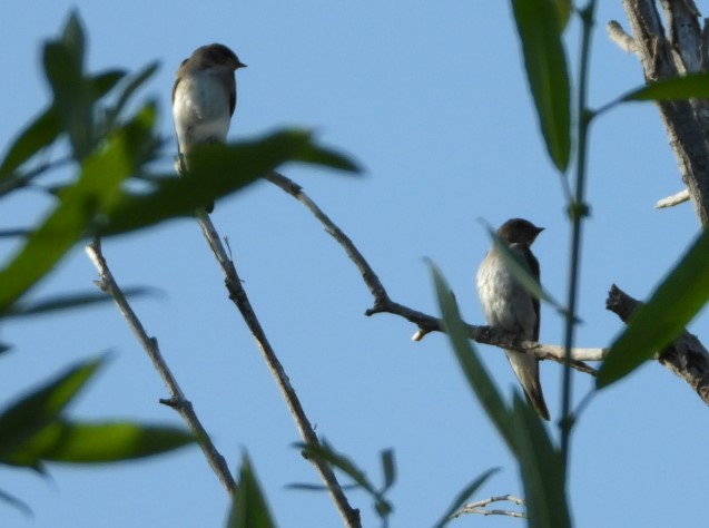 Northern Rough-winged Swallow - Carol Furutani