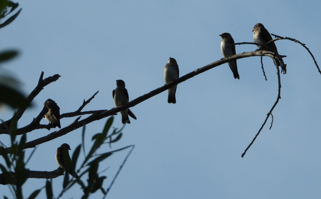 Northern Rough-winged Swallow - ML585670761